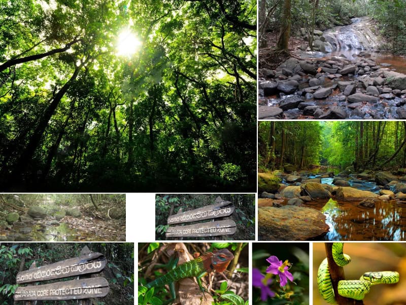 Sinharaja Forest Reserve