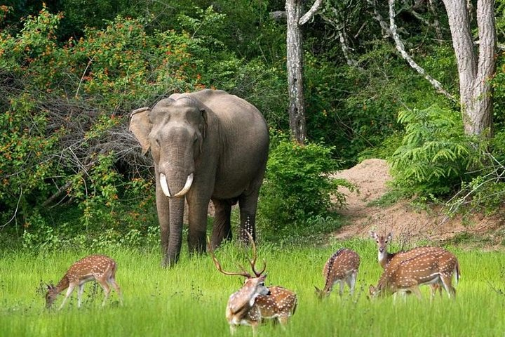 Bundala Game Drive