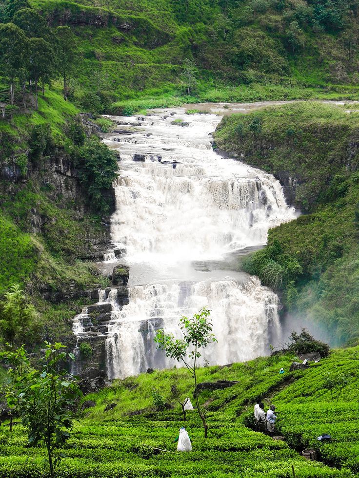 Hill Country Tea & Waterfalls